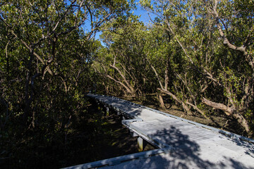 Beautiful walkway view around mangroves plantation.