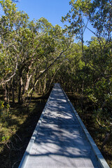 Morning view walking around mangrove plantation.