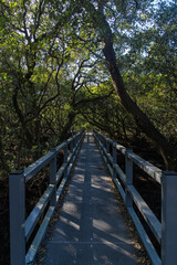 Fototapeta premium Small bridge between mangroves plantation.