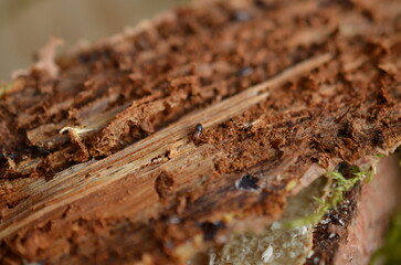 Bark beetle on wood