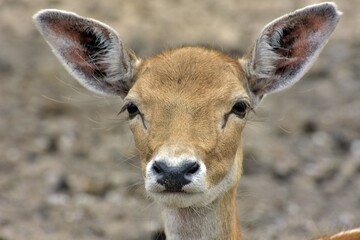 close deer in the woods, bambi