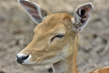 close deer in the woods, bambi