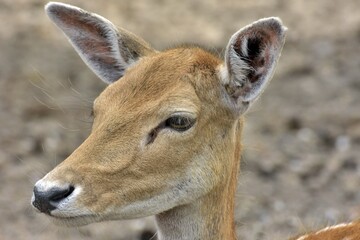 close deer in the woods, bambi