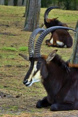close up of a Zambian sable antelope, Hippotragus niger kirkii