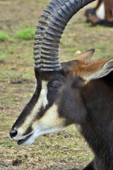 close up of a Zambian sable antelope, Hippotragus niger kirkii