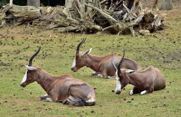 antelope in the wild
