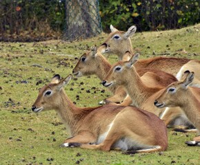 Naklejka na ściany i meble herd of deer resting