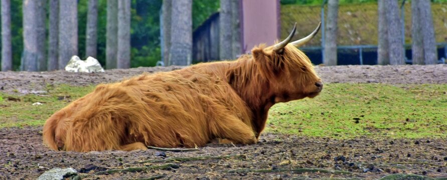 close up Schottisches Hochlandrind, Highland Cattle, Kyloe