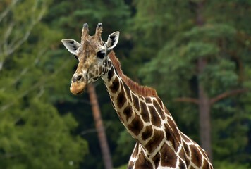 portrait of a giraffe