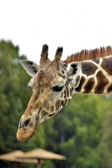 Obraz premium portrait of a giraffe
