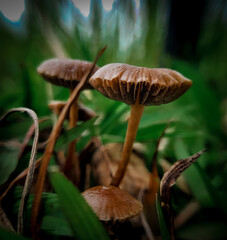 mushroom in the forest