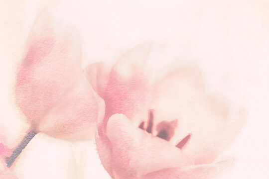 Romantic flower watercolor painting close up of pink tulips