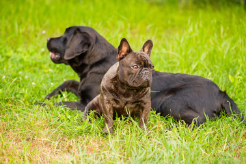 Two dogs on the grass, a French bulldog in focus and a black Labrador retriever in defocus.