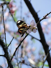 butterfly on a tree