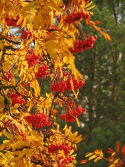 ashberries in autumn