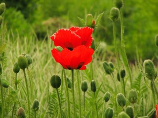 Obraz premium red poppy in the field