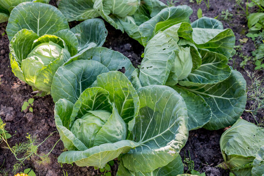 growing cabbage in a vegetable garden