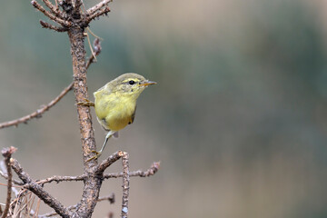 fitis Phylloscopus trochilus