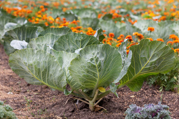White cabbage grows in a garden bed in a large garden and field along with orange velvet flowers -...