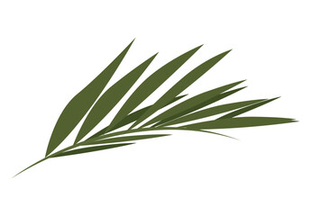 palm leave plant foliage