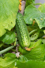 A young green fresh cucumber hangs on a branch - the crop is ripe, harvest, fresh green vegetables, growing vegetables, healthy lifestyle, healthy eating