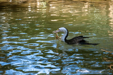 Little Pied Cormorant (Microcarbo melanoleucos)