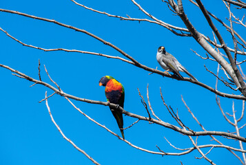 Rainbow Lorikeet (Trichoglossus moluccanus)