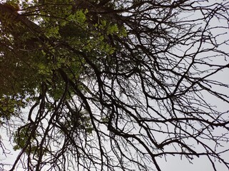 branches against sky