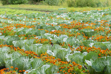 Many rows of white cabbage grow in beds in the garden and field along with orange velvet flowers -...