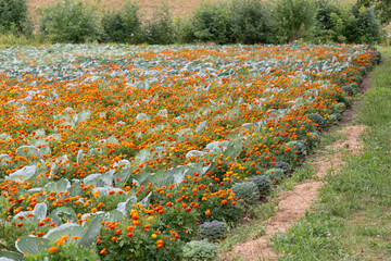 Many rows of white cabbage grow in beds in the garden and field along with orange velvet flowers -...