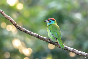 The blue-throated barbet is an Asian barbet native to the foothills of the Himalayas and Southeast Asia.