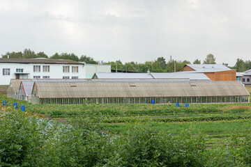 Long greenhouses for growing vegetables on a home farm - farming, vegetable garden, growing vegetables, harvesting, healthy lifestyle, ecological products
