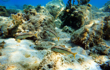 Naklejka na ściany i meble Mullus barbatus - Goatfish photographing underwater in the Mediterranean Sea 
