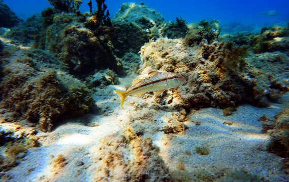 Mullus barbatus - Goatfish photographing underwater in the Mediterranean Sea      