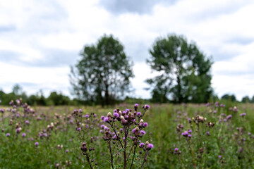 Obraz na płótnie Canvas field of wildflowers