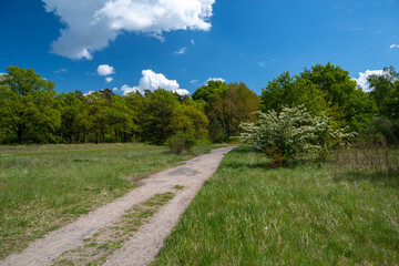 Fototapeta na wymiar path in the countryside and a blue sky in the summer
