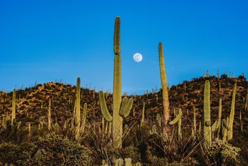Foto op Aluminium cactus in the desert © Genna