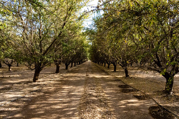 Almond orchard