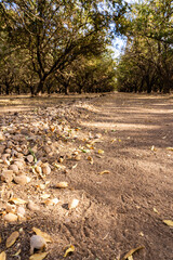 Almond orchard