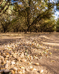 Almond orchard