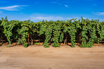 Fototapeta na wymiar vineyard