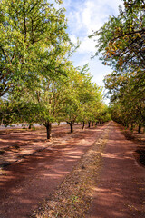 Almond orchard