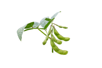Soybean or soya bean branch isolated transparent png. Glycine max plant with beans and leaves.  - obrazy, fototapety, plakaty