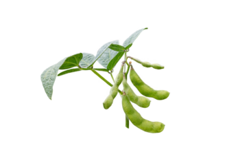 Soybean or soya bean branch isolated transparent png. Glycine max plant with beans and leaves. 