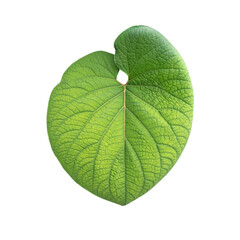 Heart shaped green leaf isolated transparent png. Symbol of nature, freshness and love.