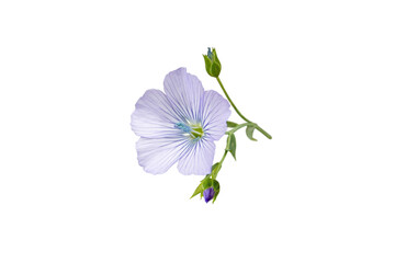Linum usitatissimum. Linen fabric plant. Flax blue flower and buds branch isolated transparent png. 