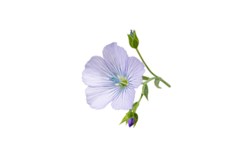 Linum usitatissimum. Linen fabric plant. Flax blue flower and buds branch isolated transparent png. 