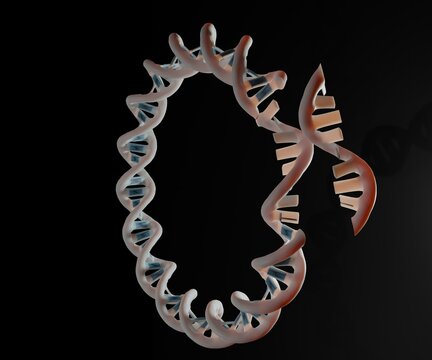The plasmid and gene fragment are joined together to produce a gene-containing plasmid 3d rendering