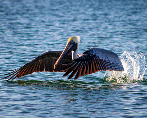 pelican