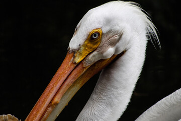 portrait of a pelican - obrazy, fototapety, plakaty
